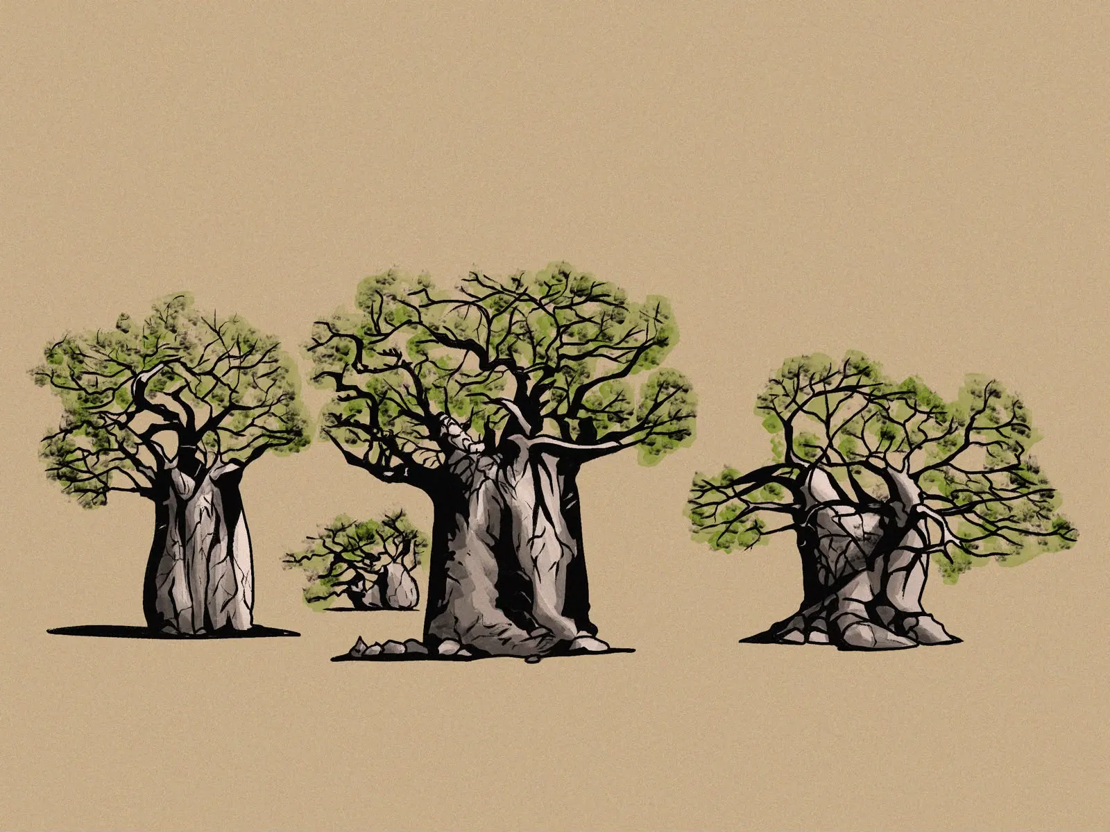 Ink and wash drawing of a grove of baobab trees