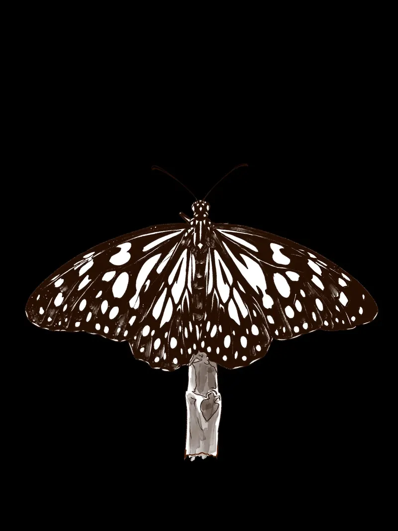 Illustrated tiger butterfly