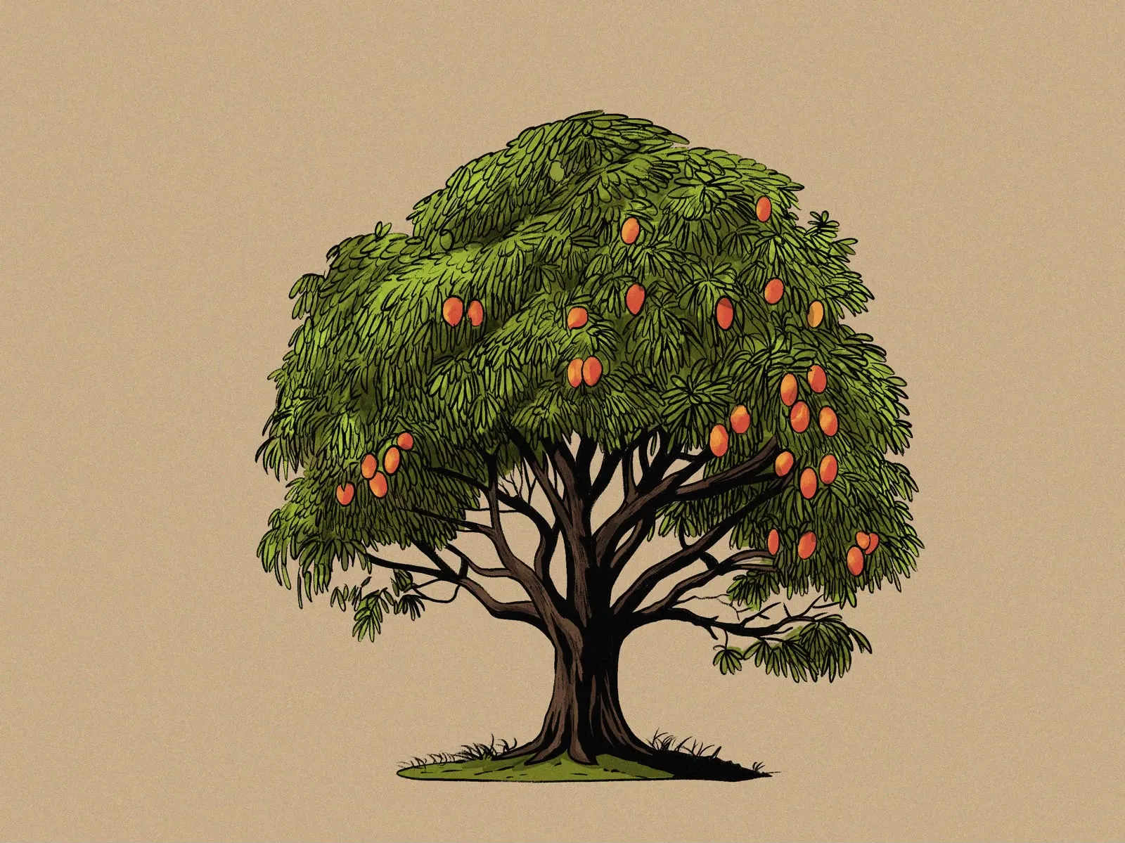 Illustrated mango tree heavy with fruit