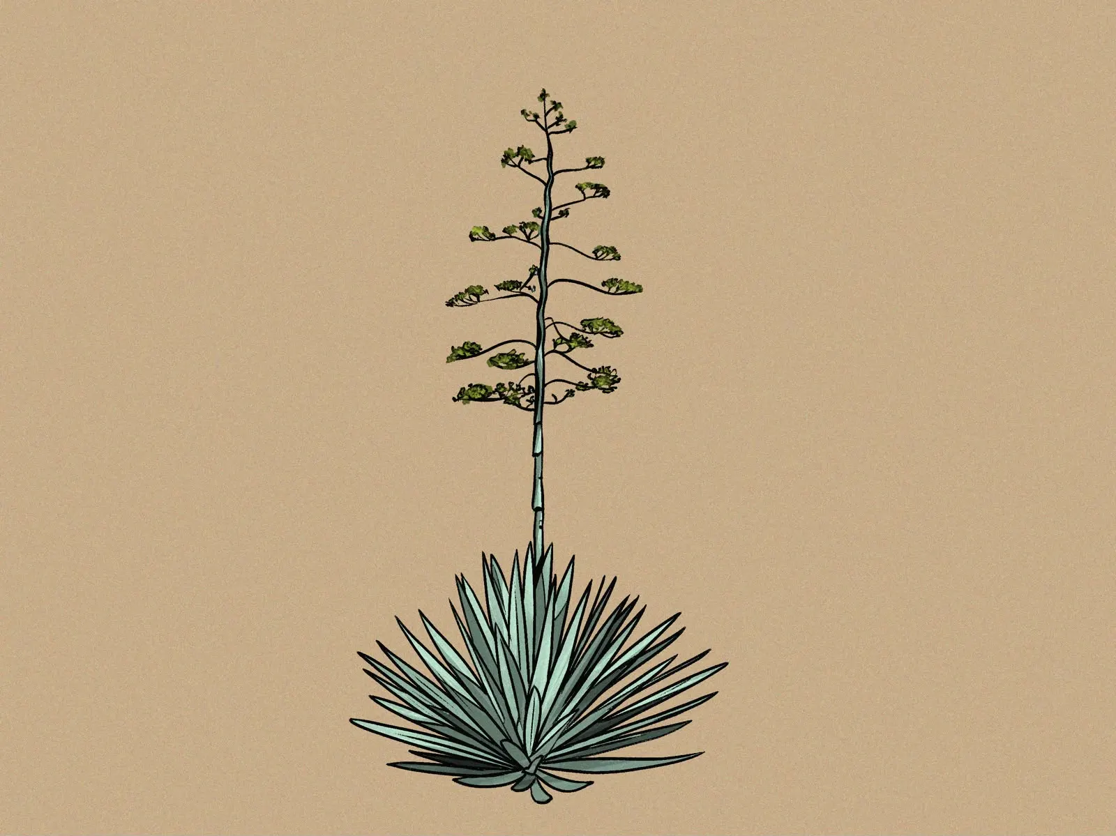 Illustrated flowering sisal plant